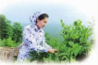 ONE游戏官网,油茶种植出产加工销售,植物油种植出产加工销售