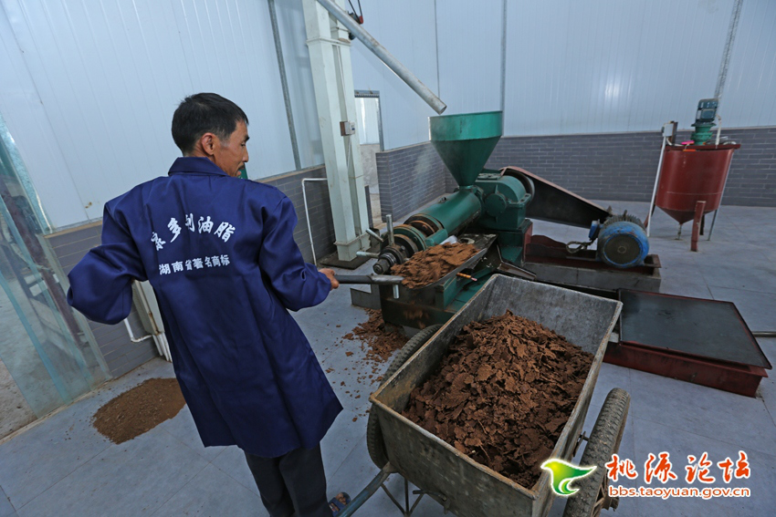 ONE游戏官网,油茶种植出产加工销售,植物油种植出产加工销售